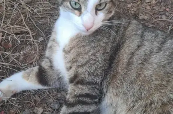 Chat affectueux trouvé à Saint-Raphaël - photo