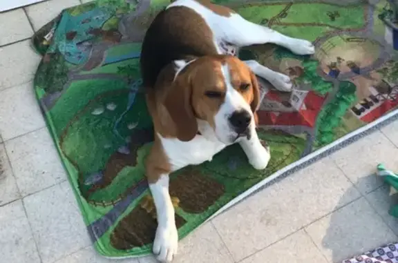 Chien perdu , photo : Beagle égaré à Quierzy, pucé
