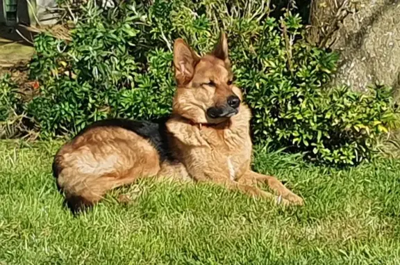 Chien Berger Allemand Perdu - photo