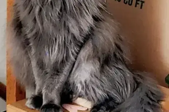 Lost Gray Maine Coon Cat - North Baltimore St