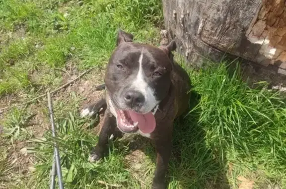 Chien suiveur trouvé près de Courzieu - photo