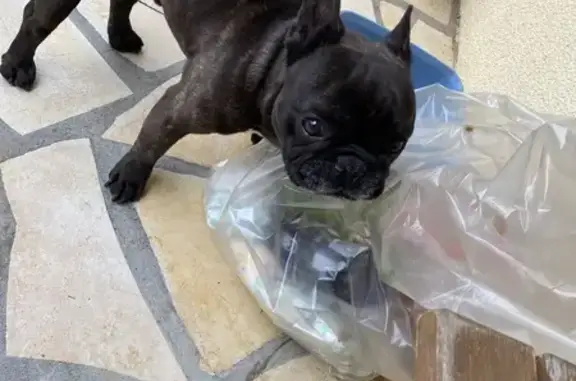 Animaux trouvés , photo: Chien bouledogue perdu à Touvre