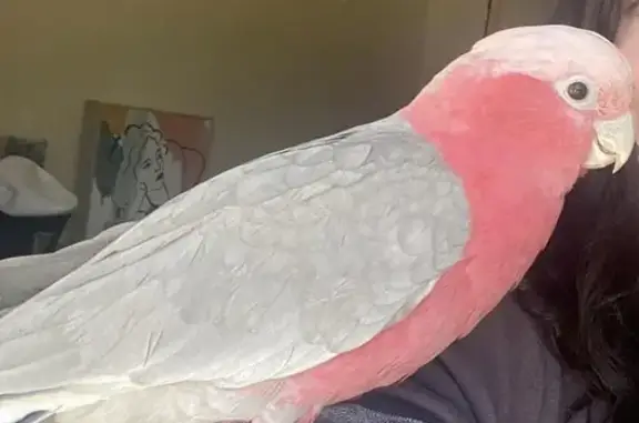 Lost Friendly Male Galah in Forrestfield!