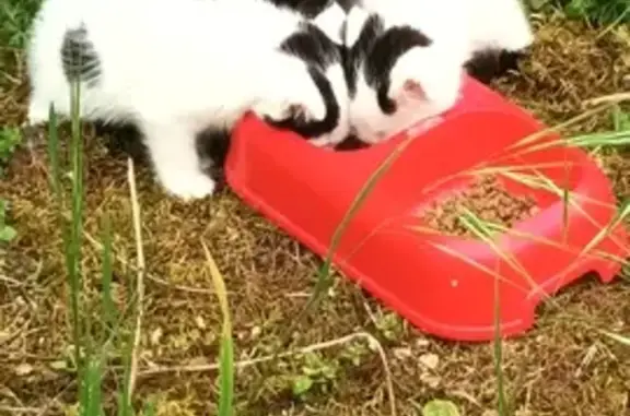 Chatons abandonnés à adopter - photo