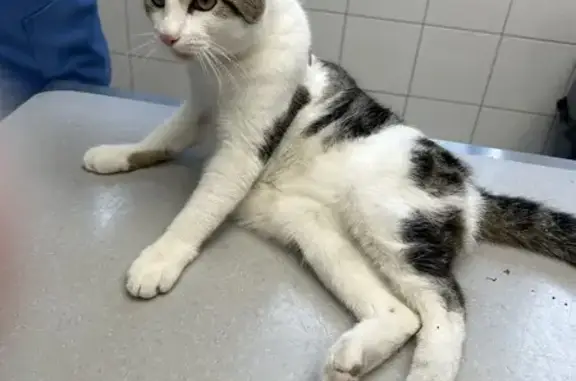 Chat trouvé Vrigne-aux-Bois, photo: Chat renversé, Quai de la Vrigne