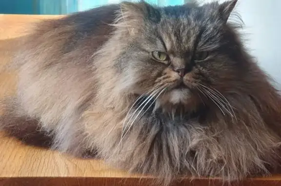 Lost Tabby Semi-Persian Cat in Berkhamsted!