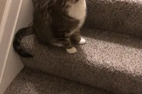Lost Tabby Cat in Columbus - Help Find!