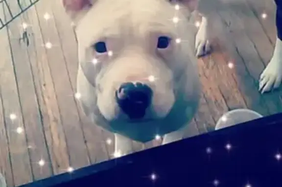 Lost Dog Luna: White Pitbull in Syracuse, NY