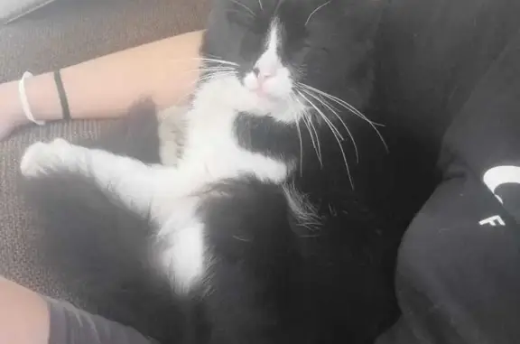 Lost Cat: Black & White Male - Kempton Park