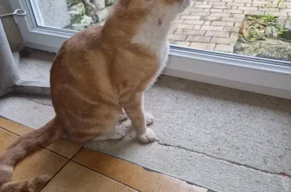 Chat Caramel retrouvé à Tronville - photo