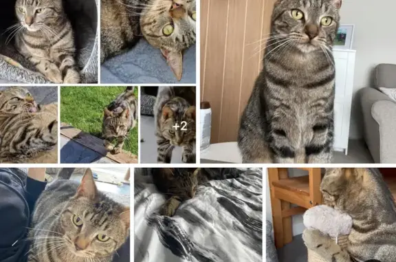 Lost Tabby Cat in Sandiacre - Help Find Him!
