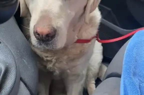 Labrador blanc âgé trouvé - photo