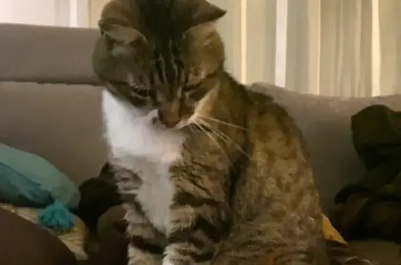 Animaux perdus Montigny-lès-Metz, photo: Chat âgé Tino perdu, tatoué et pucé