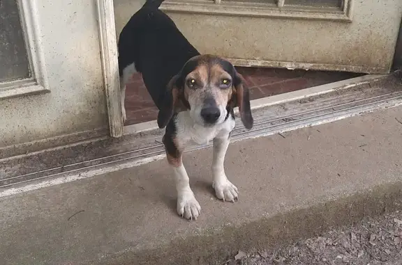 Lost Beagle Found Near LaGrange, TN - Help!