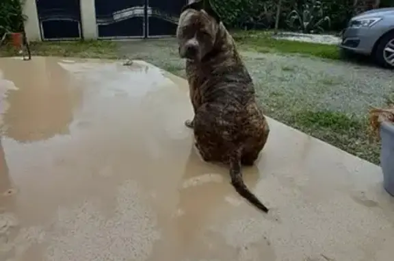 Chienne perdue sauvée à Besne - photo