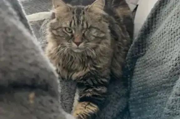 Chat perdu, Nevers, photo: Chat Pilou un œil perdu à Nevers