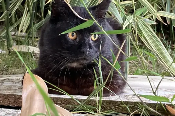 Chat trouvé: yeux oranges, pelage abîmé - photo