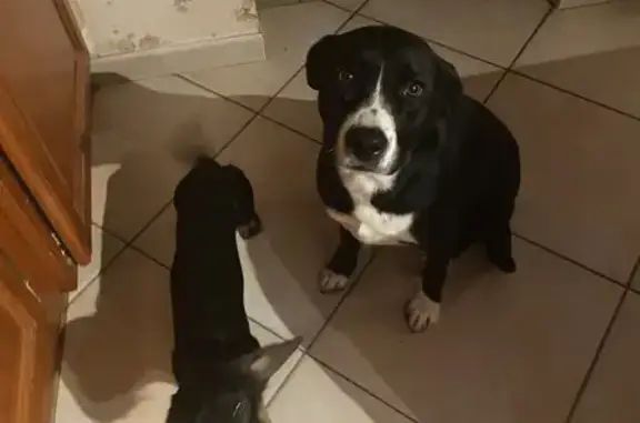 Alerte: Labrador blanc perdu à Saugnac - photo