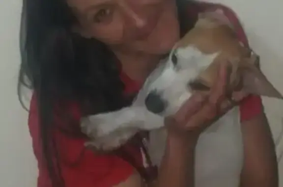 Lost Jack Russell 'Tiny' in Centurion - Help!