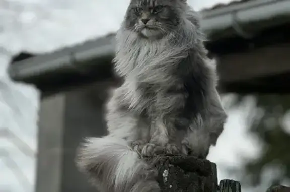 Chat perdu, Stenay, photo: Chat perdu Rue Haute, Stenay