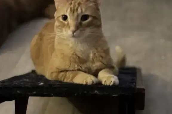 Lost Orange Tabby - Crooked Tail in Citrus Heights