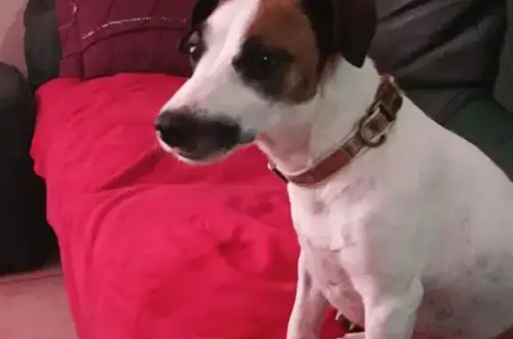 Avis de recherche: Nikita, Jack Russell - photo