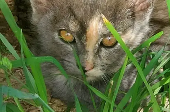 4 Chatons Trouvés à Abère - photo