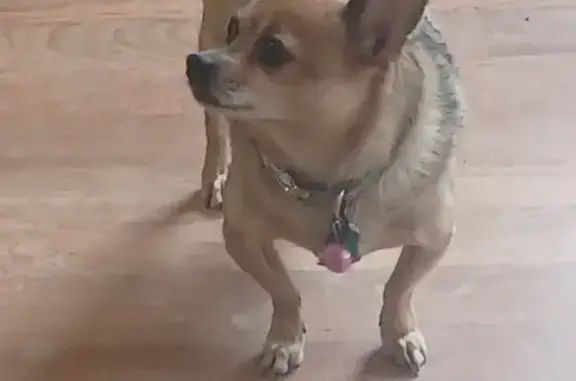 Lost Chihuahua Buddy with Limp - NY 278 Broadway!