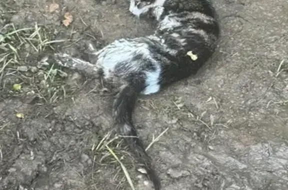 Urgent: Help Find Owner of Injured Cat!