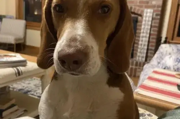 Lost Beagle Alert: Red - Albion's Red Hill Rd!