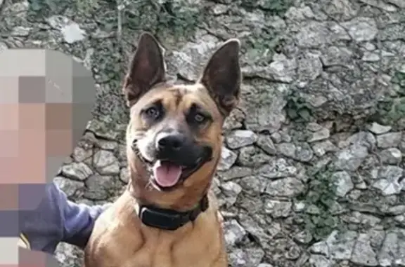 Animaux perdus Régusse, photo: Avis: Chienne Luna perdue