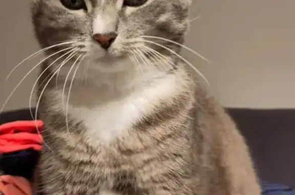 Chat perdu, Bidart, photo: Chatte tigrée disparue à Bidart
