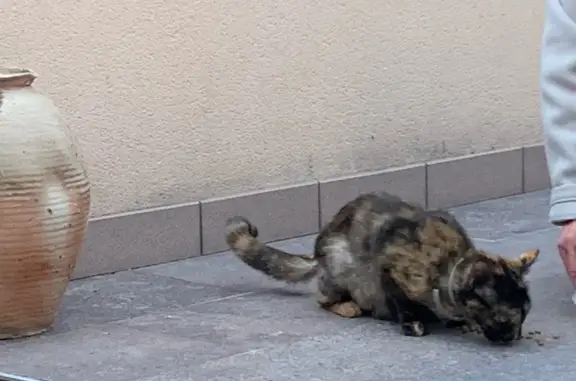 Chat trouvé rue Cézanne, St-Julien - photo