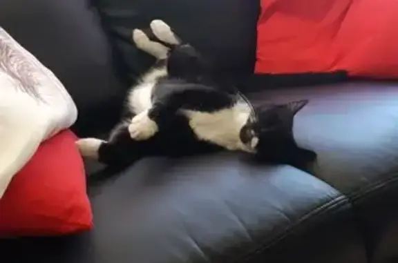 Chat perdu, Montdidier, photo: Chatte noire/blanche perdue