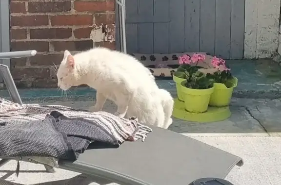 Chat blanc yeux verts trouvé à Rouen - photo