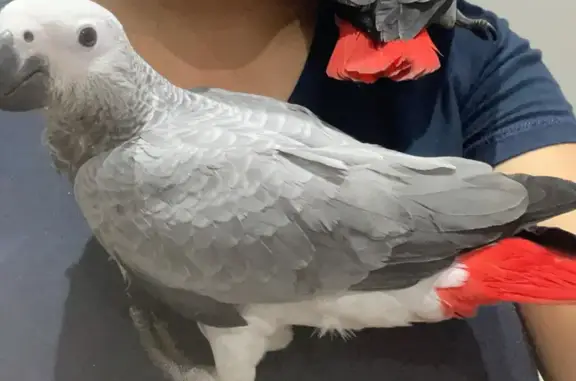 Help Find Lost African Grey - Glenearn Rd