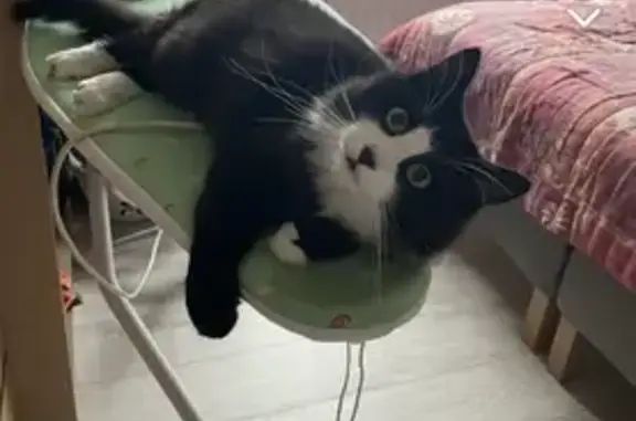 Animaux perdus Andelnans, photo: Simba, chat affectueux disparu
