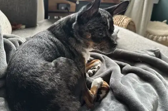 Found Male Pup: Grey & Black - Lynn, MA #81