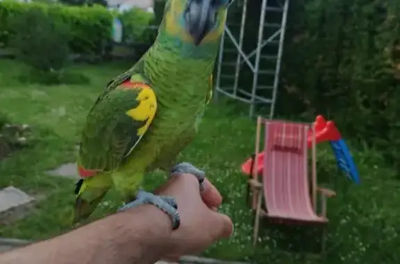Animaux perdus Saint-Martin-la-Plaine, photo: Perroquet bleu perdu à Genilac