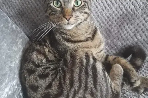 Lost Tiger Tabby Cat - Neutered, 2 Yrs Old!
