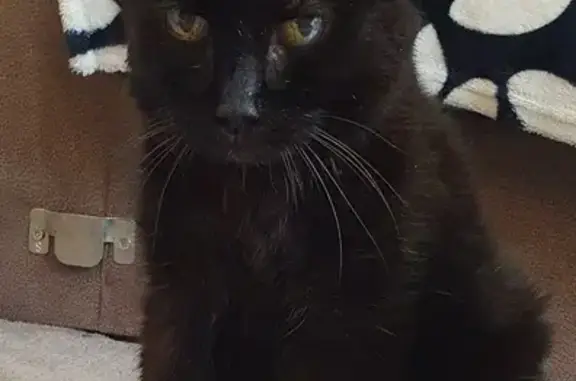 Animaux perdus , photo: Chat noir âgé et sourd perdu
