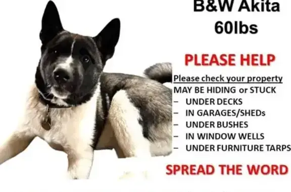 Lost Akita Puppy in Watertown, MN - Help!