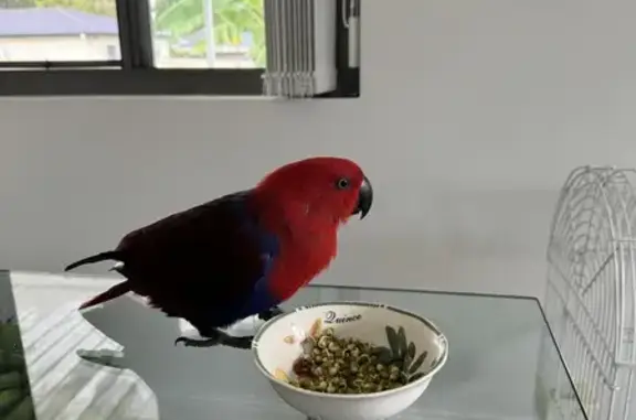 Lost Eclectus Bird in Yagoona - Help Find Her!