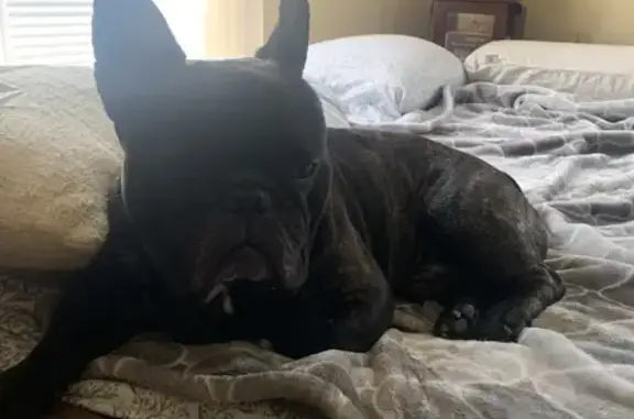 Lost Male Brindle Frenchie - Dorchester Ave
