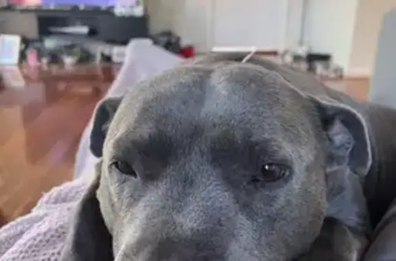 Lost Blue Staffy - Gentle & Collared near Knox!