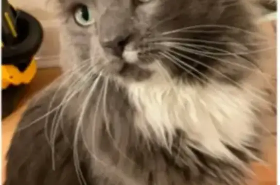Lost Male Cat: Gray/White, Green Eyes - MA