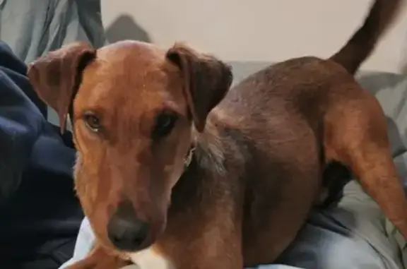 Chien marron perdu trouvé RD561 - photo