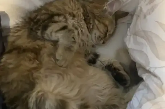 Chat tigré marron trouvé au Cendre - photo