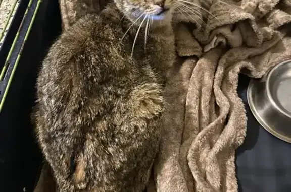Chaton câlin trouvé à Cambrai - photo