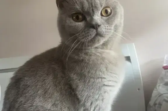 Chat perdu, Valenciennes, photo: Moshi, British gris perdu - Valenciennes